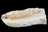 Fossil Mosasaur (Tethysaurus) Jaw Section - Goulmima, Morocco #107091-5